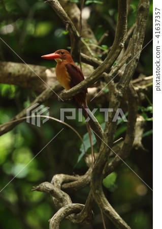 生物：鳥類：琉球阿卡舒賓，棲息在姬玉蜿蜒的藤蔓上 41637357