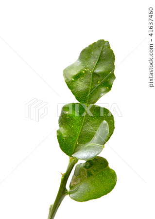 Lime leaf on white background Lime leaf on white background 41637460