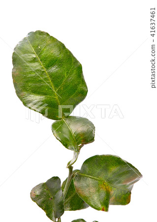 Lime leaf on white background 41637461