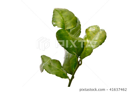 Lime leaf on white background Lime leaf on white background 41637462