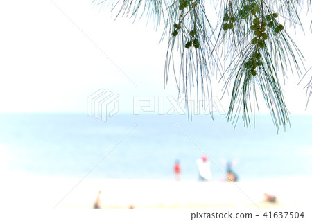 Pine tree in focus, blurred beach background Pine tree in focus, blurred beach background 41637504