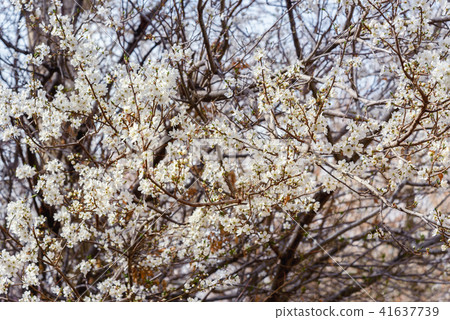 Blooming almond tree Blooming almond tree 41637739