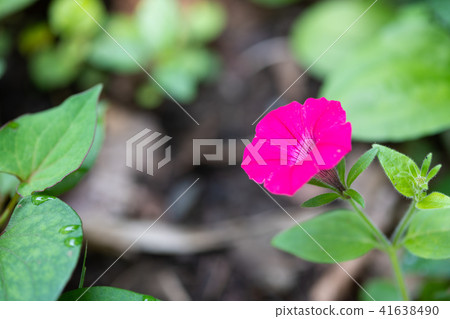 Pink color petunia flower Pink color petunia flower 41638490