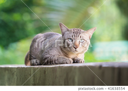 Cat on the house wall looking at camera 41638554