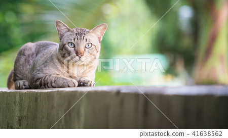 Cat on the house wall looking at camera 41638562