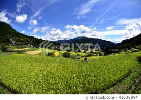 Fall of sloping rice terraces near harvest Fall of sloping rice terraces near harvest 41638954