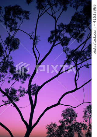Tree silhouette at dusk in Ipswich, Queensland 41638969