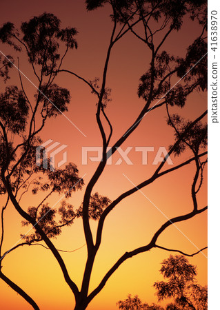 Tree silhouette at dusk in Ipswich, Queensland Tree silhouette at dusk in Ipswich, Queensland 41638970
