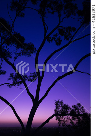 Tree silhouette at dusk in Ipswich, Queensland 41638971