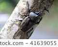 1 rhinoceros beetle 41639055