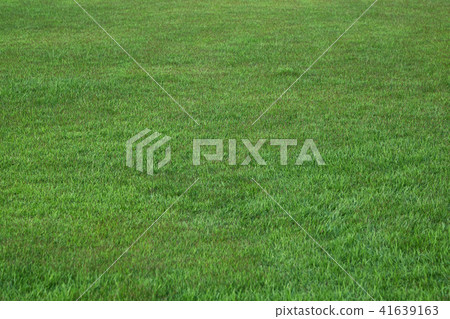 grass garden grass garden 41639163