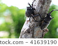2 rhinoceros beetles 41639190