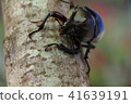 1 rhinoceros beetle 41639191