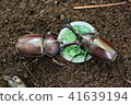 2 rhinoceros beetles 41639194