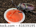 1 rhinoceros beetle 41639195