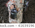 2 rhinoceros beetles 41639196