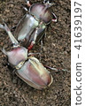 2 rhinoceros beetles 41639197