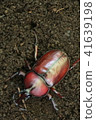 1 rhinoceros beetle 41639198