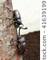 2 rhinoceros beetles 41639199