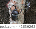 2 rhinoceros beetles 41639262