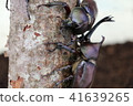 2 rhinoceros beetles 41639265