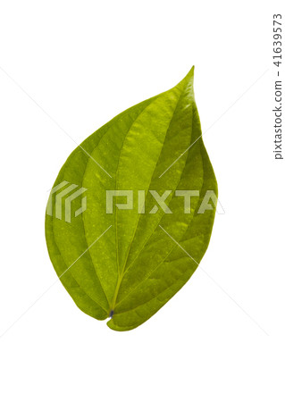betel leaf tropical leaves on white background betel leaf tropical leaves on white background 41639573