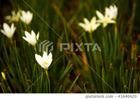 White zephyranthes flowers blooming White zephyranthes flowers blooming 41640420