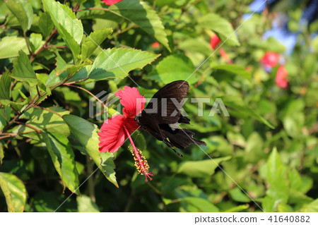 A swallowtail butterfly sucking nectar from a red hibiscus flower A swallowtail butterfly sucking nectar from a red hibiscus flower 41640882