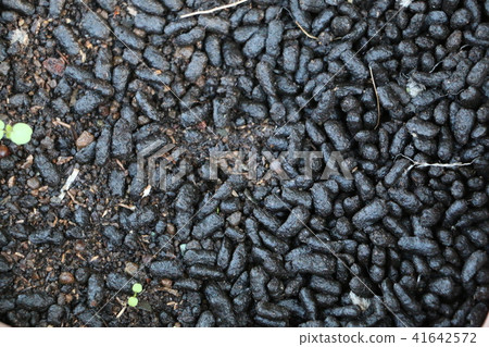 Beetle droppings 41642572