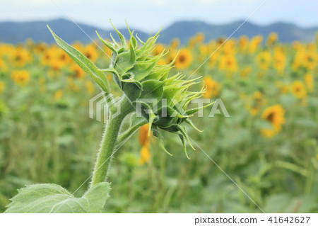 A sunflower field on one side Shoots up with a slight brighter exposure 41642627