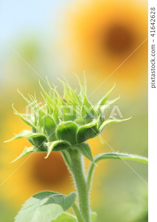 A sunflower field on one side Shoots up with a slight brighter exposure 41642628