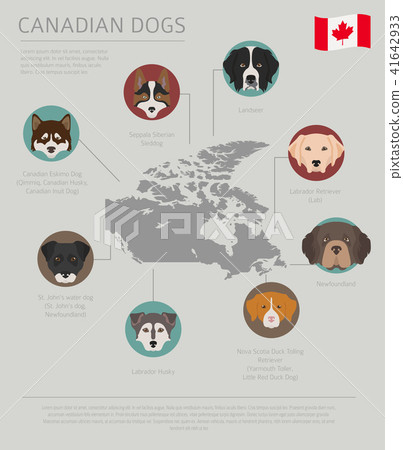 Dogs by country of origin. Canadian dog breeds 41642933