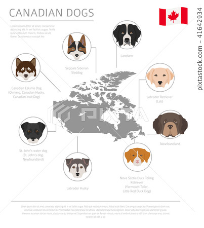 Dogs by country of origin. Canadian dog breeds Dogs by country of origin. Canadian dog breeds 41642934