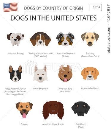 Dogs in the United States. American dog breeds 41642957