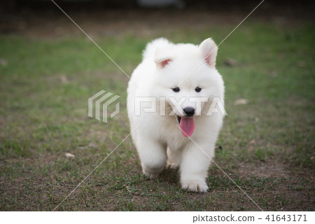 siberian husky puppy walking on green grass siberian husky puppy walking on green grass 41643171