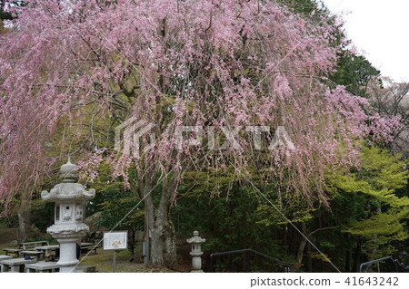 Weeping cherry blossoms at Enryakuji Temple on Mount Hiei 41643242