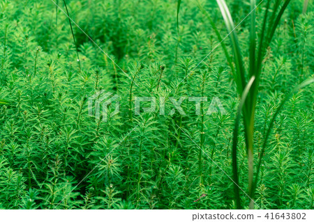 水生植物 41643802