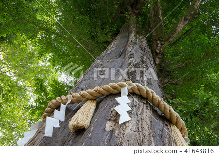 秩父神社Kamiki銀杏 秩父神社Kamiki銀杏 41643816