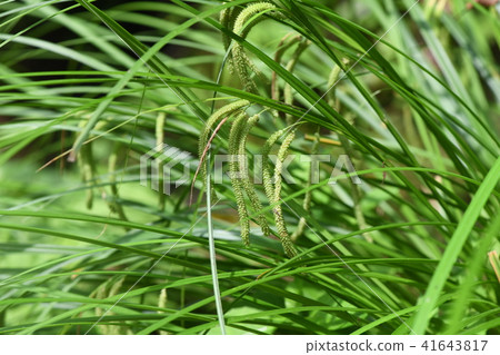 手工切割的管子 手工切割的管子 41643817