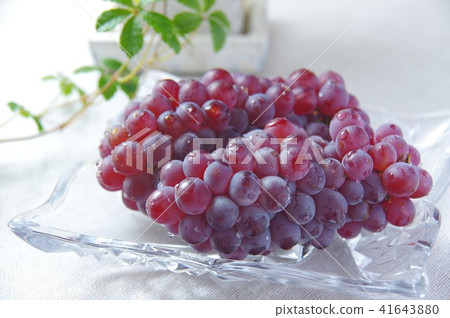 Delaware seedless grapes 41643880
