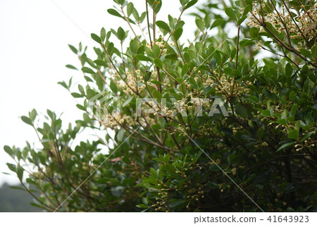 Ternstroemia 花 Ternstroemia 花 41643923