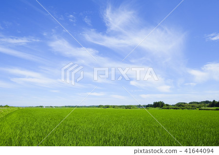 藍天和初夏雲彩和稻田 41644094