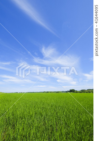 Blue sky and early summer clouds and paddy fields 41644095