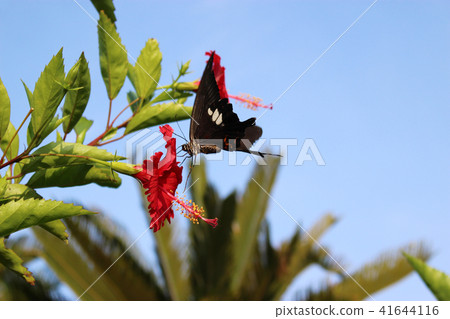 A swallowtail butterfly resting on a red hibiscus flower 41644116