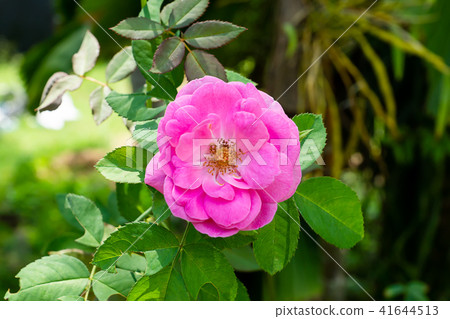 Pink of Damask Rose flower. Pink of Damask Rose flower. 41644513