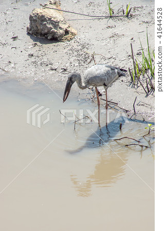 Asian Openbill bird. Asian Openbill bird. 41644528