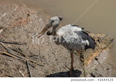 Asian Openbill bird. 41644529
