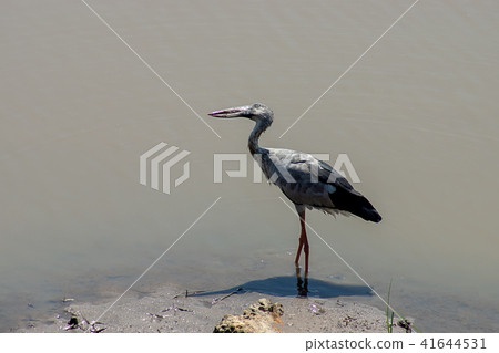 Asian Openbill bird. Asian Openbill bird. 41644531
