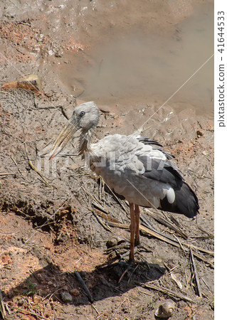 Asian Openbill bird. 41644533