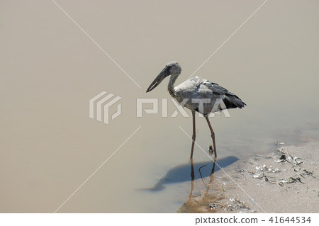 Asian Openbill bird. 41644534